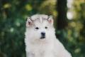 Ездовая собака - маламут аляскинский